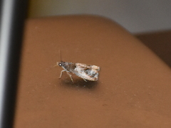 Notocelia rosaecolana