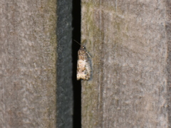 Notocelia rosaecolana