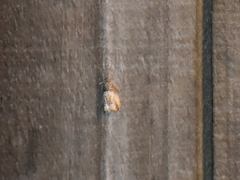 Notocelia rosaecolana