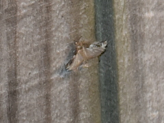 Notocelia rosaecolana