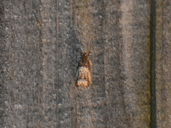 Notocelia rosaecolana