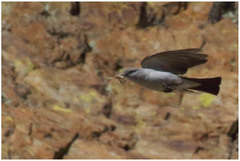 Muscisaxicola rufivertex