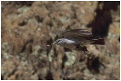 Muscisaxicola rufivertex