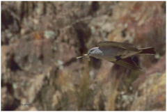 Muscisaxicola rufivertex