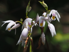 Bletilla formosana