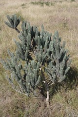 Aspalathus argyrophanes