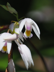 Bletilla formosana