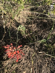 Kalanchoe rotundifolia