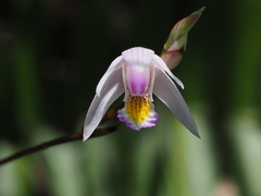 Bletilla formosana