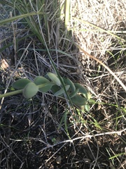 Kalanchoe rotundifolia