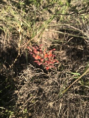 Kalanchoe rotundifolia