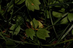 Ranunculus paludosus