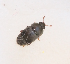 Brachypterolus