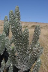 Aspalathus argyrophanes