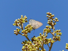 Parrhasius polibetes