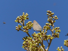 Parrhasius polibetes