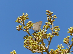 Parrhasius polibetes