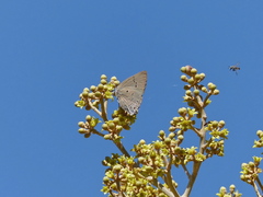 Parrhasius polibetes