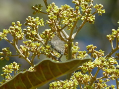 Parrhasius polibetes