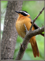 Cossypha heuglini heuglini