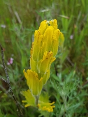 Castilleja levisecta
