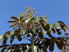 Parrhasius polibetes