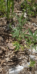 Cannabis sativa spontanea