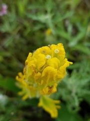 Castilleja levisecta