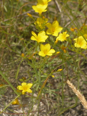 Linum ucranicum