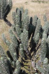 Aspalathus argyrophanes