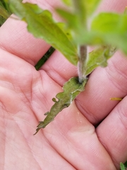 Castilleja levisecta