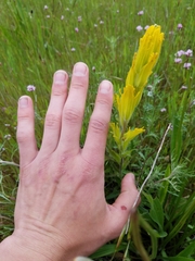 Castilleja levisecta
