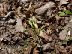 Cerastium holosteoides