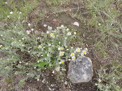 Erigeron pumilus