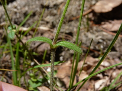 Cerastium holosteoides