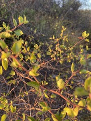 Prunus fremontii