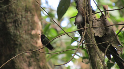Merida Sunangel (Heliangelus spencei), photo 2