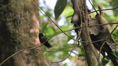 Heliangelus spencei