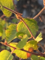 Prunus fremontii
