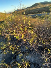Prunus fremontii