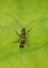 Spathius elegans