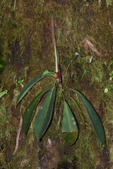 Peperomia adscendens
