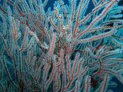 Subergorgia suberosa