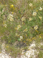 Astragalus albicaulis