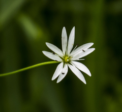 Stellaria graminea