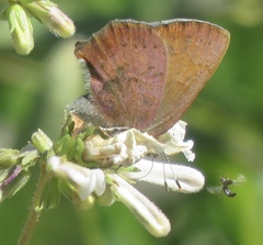 Callophrys augustinus iroides