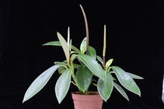Peperomia adscendens