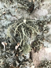 Ramalina fraxinea