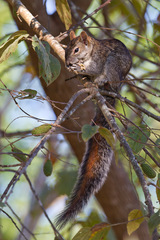 Sciurus colliaei