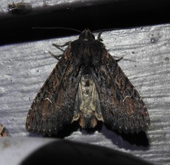 Apamea plutonia